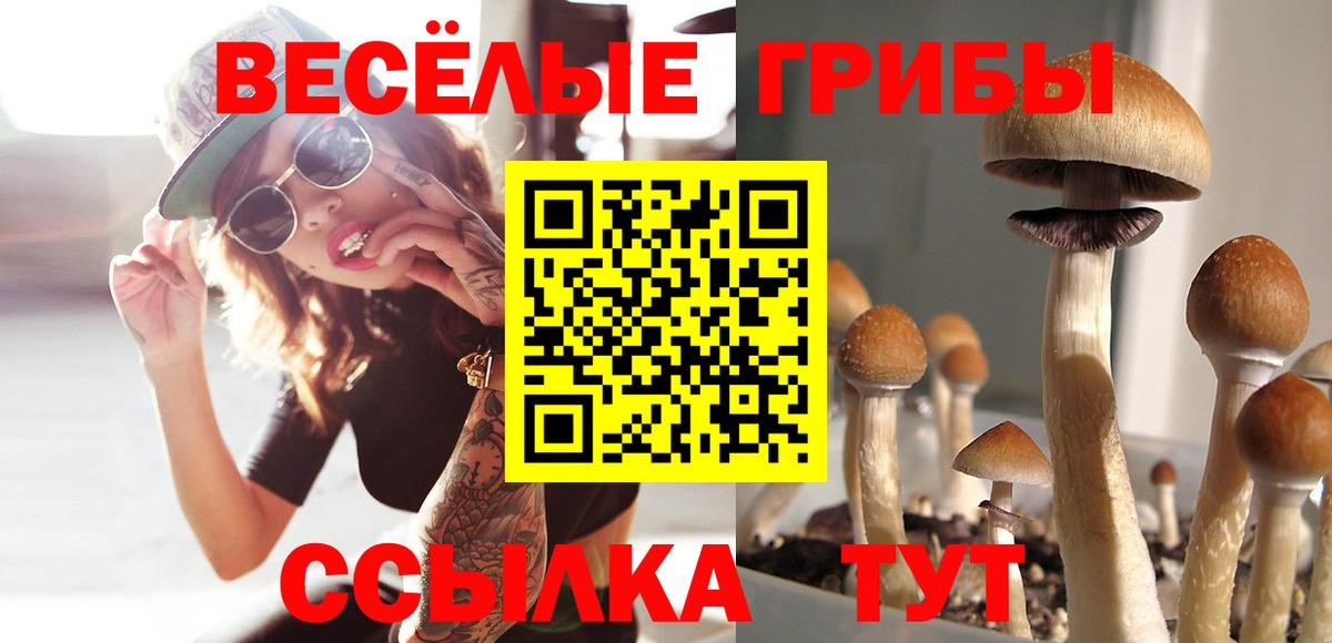 Псилоцибиновые грибы Psilocybine cubensis Звенигород
